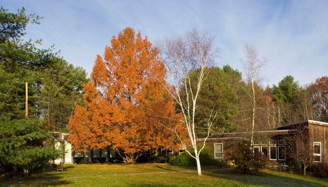 Exterior - Dawn Redwood in Fall resized